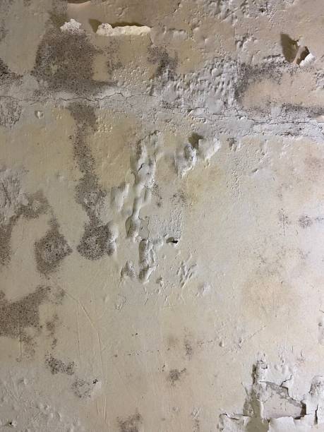 Best Black Mold Removal  in Kilgore, TX